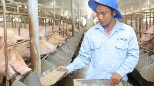 Small-scale livestock farming accounts for 47%: Obstacle to export
